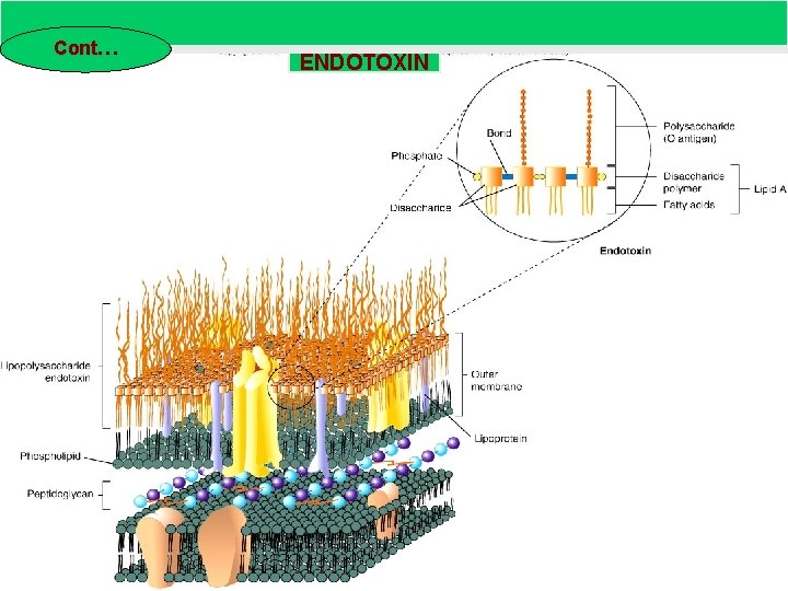 Cont… ENDOTOXIN 