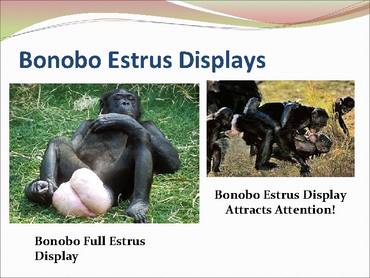 Bonobo Estrus Displays Bonobo Estrus Display Attracts Attention! Bonobo Full Estrus Display 