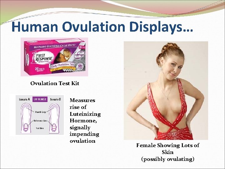 Human Ovulation Displays… Ovulation Test Kit Measures rise of Luteinizing Hormone, signally impending ovulation