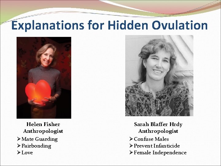 Explanations for Hidden Ovulation Helen Fisher Anthropologist ØMate Guarding ØPairbonding ØLove Sarah Blaffer Hrdy