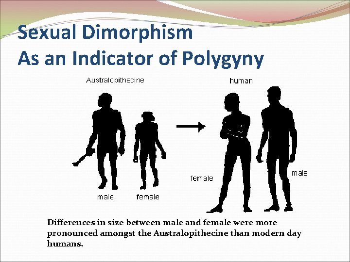 Sexual Dimorphism As an Indicator of Polygyny Differences in size between male and female