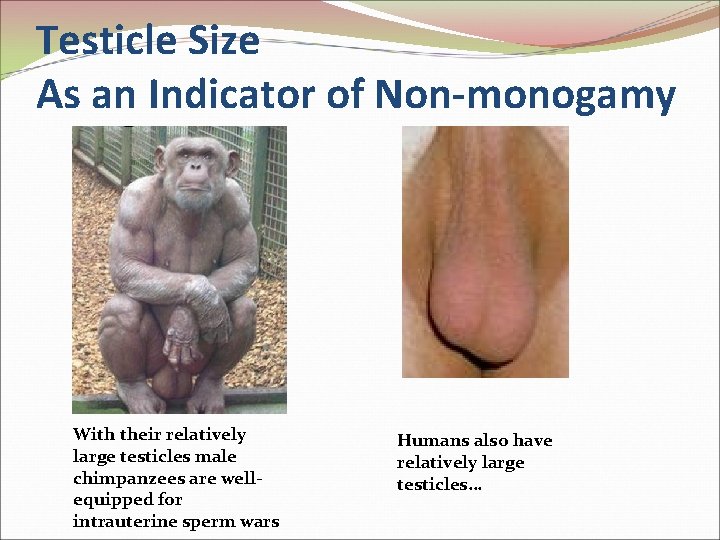 Testicle Size As an Indicator of Non-monogamy With their relatively large testicles male chimpanzees