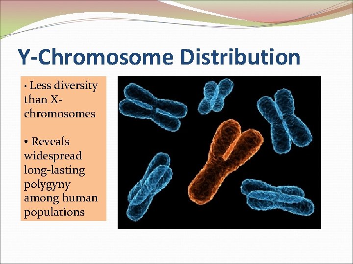 Y-Chromosome Distribution • Less diversity than Xchromosomes • Reveals widespread long-lasting polygyny among human