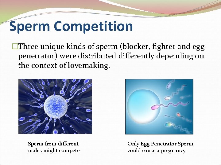 Sperm Competition �Three unique kinds of sperm (blocker, fighter and egg penetrator) were distributed