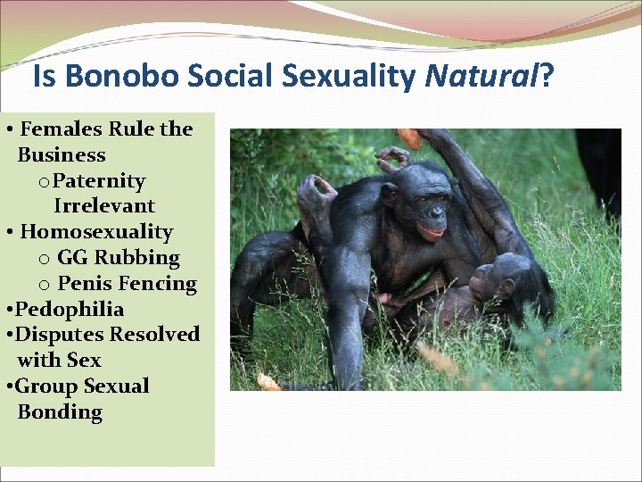 Is Bonobo Social Sexuality Natural? • Females Rule the Business o. Paternity Irrelevant •