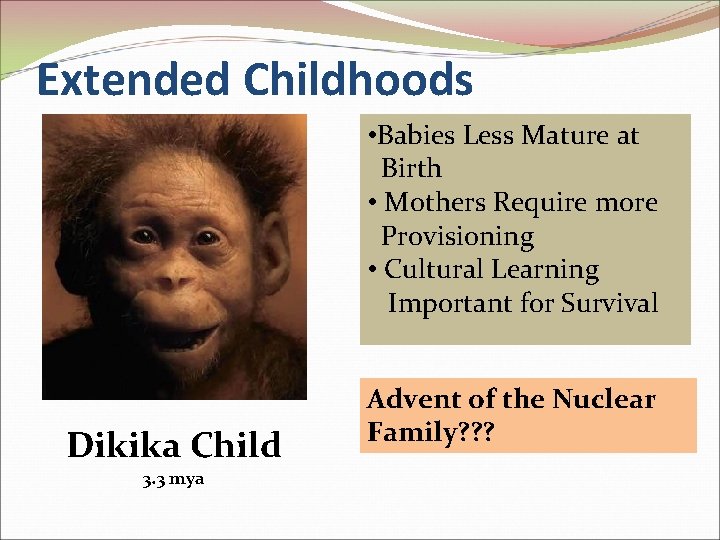 Extended Childhoods • Babies Less Mature at Birth • Mothers Require more Provisioning •