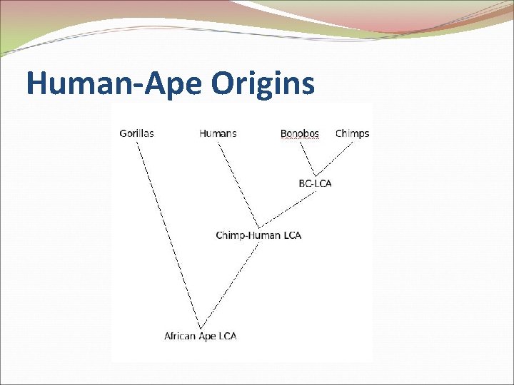 Human-Ape Origins 