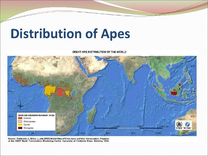 Distribution of Apes 