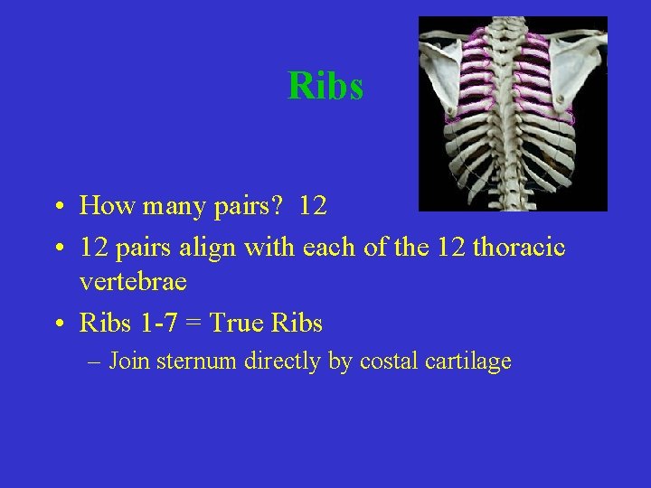 Ribs • How many pairs? 12 • 12 pairs align with each of the