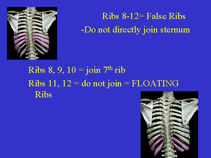Ribs 8 -12= False Ribs -Do not directly join sternum Ribs 8, 9, 10