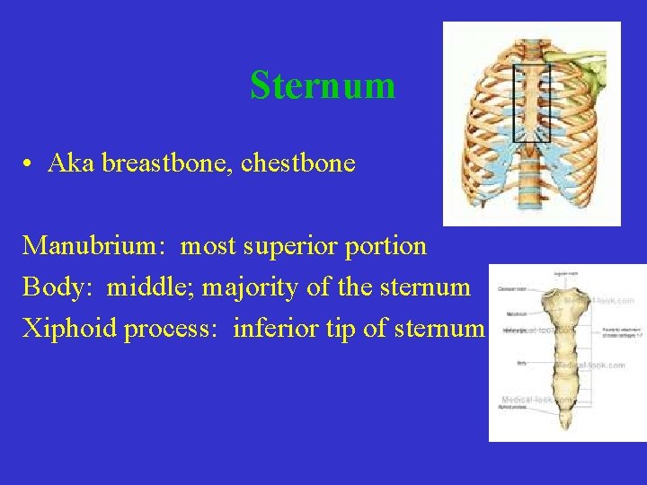 Sternum • Aka breastbone, chestbone Manubrium: most superior portion Body: middle; majority of the