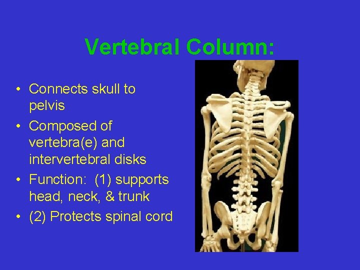 Vertebral Column: • Connects skull to pelvis • Composed of vertebra(e) and intervertebral disks