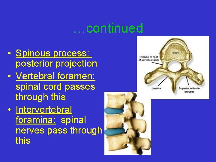 …continued • Spinous process: posterior projection • Vertebral foramen: spinal cord passes through this