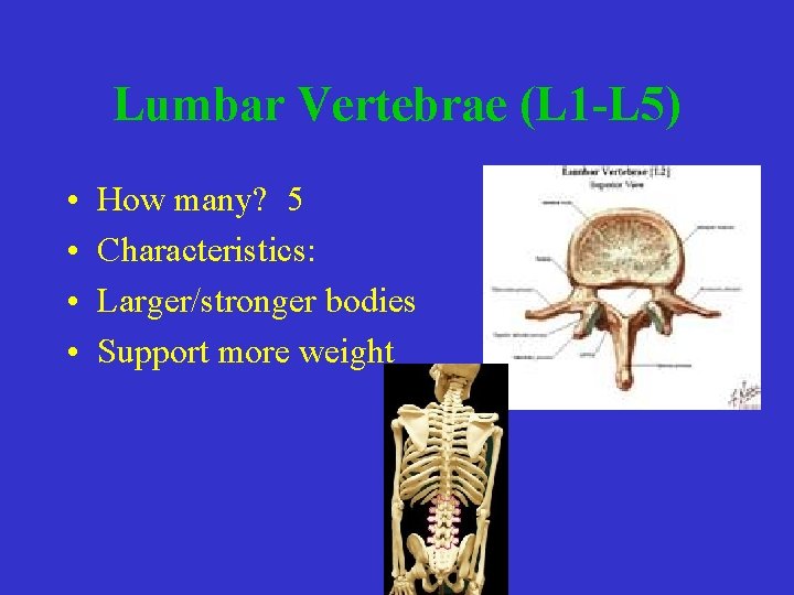 Lumbar Vertebrae (L 1 -L 5) • • How many? 5 Characteristics: Larger/stronger bodies