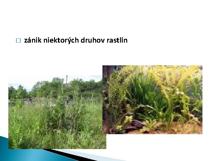 � zánik niektorých druhov rastlín 