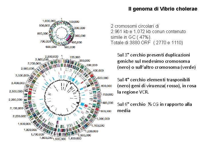 Il genoma di Vibrio cholerae 2 cromosomi circolari di 2. 961 kb e 1.