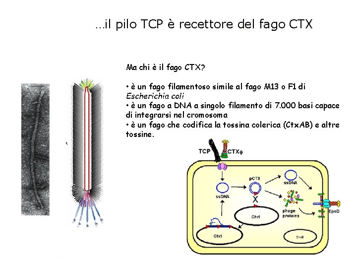 …il pilo TCP è recettore del fago CTX Ma chi è il fago CTX?