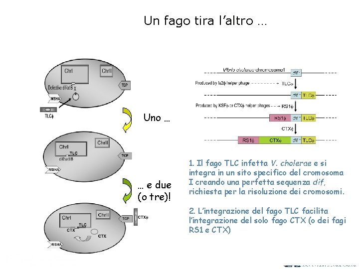 Un fago tira l’altro … Uno … … e due (o tre)! 1. Il