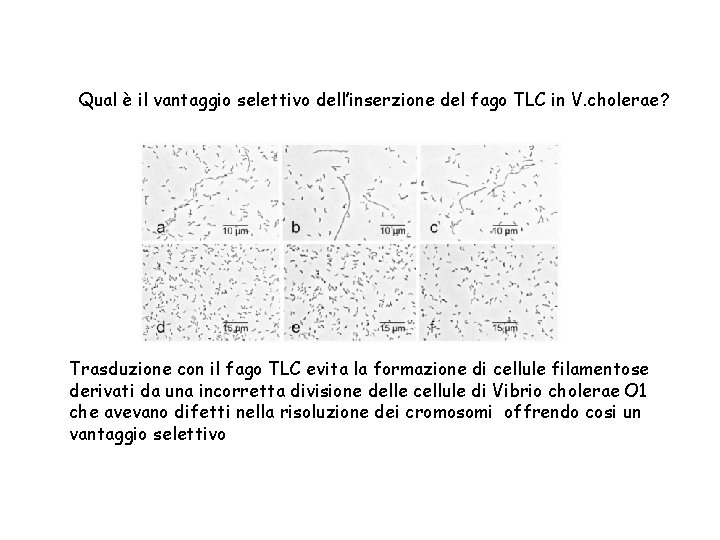 Qual è il vantaggio selettivo dell’inserzione del fago TLC in V. cholerae? Trasduzione con