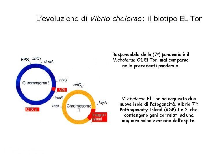 L’evoluzione di Vibrio cholerae: il biotipo EL Tor Responsabile della (7 a) pandemia è