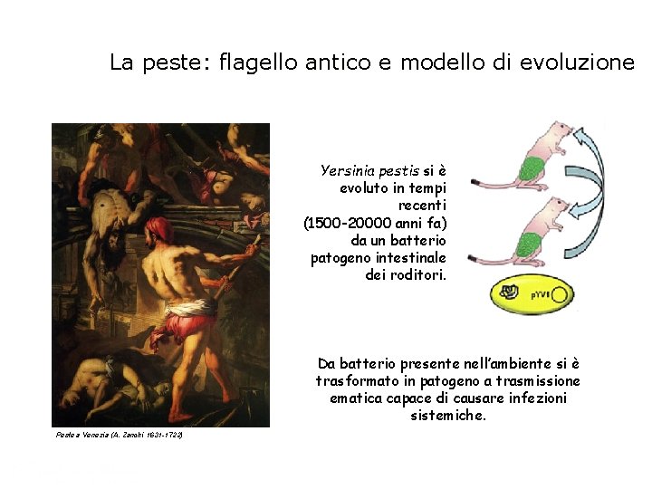 La peste: flagello antico e modello di evoluzione Yersinia pestis si è evoluto in