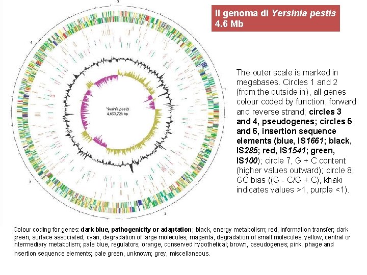 Il genoma di Yersinia pestis 4. 6 Mb The outer scale is marked in