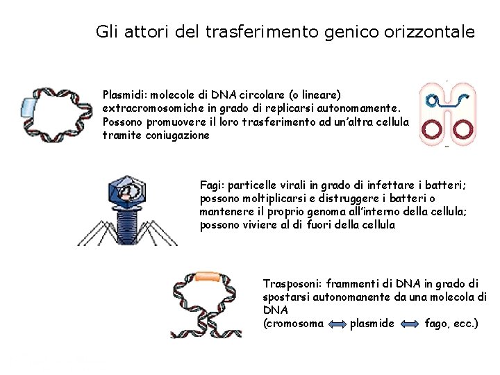 Gli attori del trasferimento genico orizzontale Plasmidi: molecole di DNA circolare (o lineare) extracromosomiche