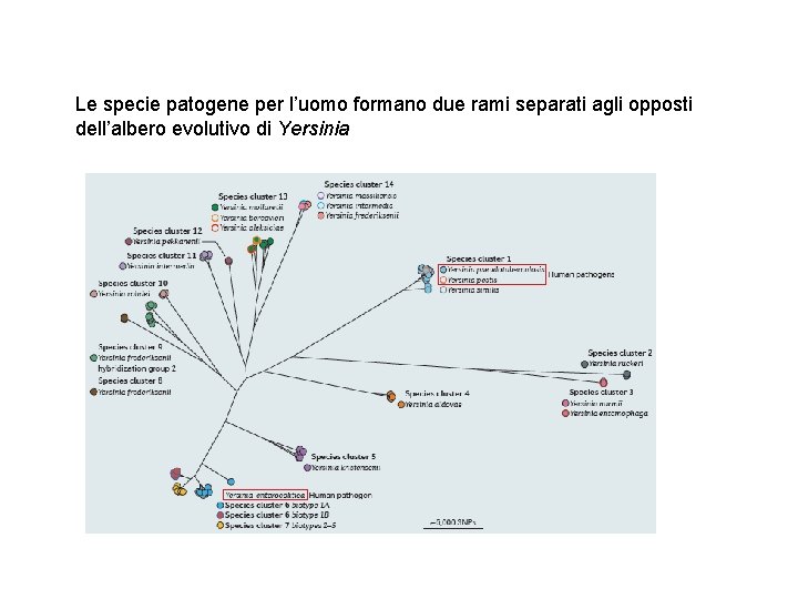 Le specie patogene per l’uomo formano due rami separati agli opposti dell’albero evolutivo di