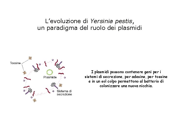 L’evoluzione di Yersinia pestis, un paradigma del ruolo dei plasmidi I plasmidi possono contenere