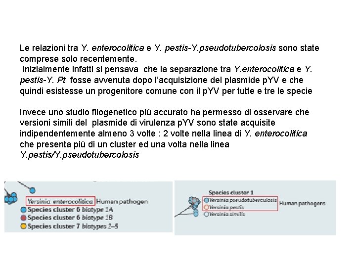 Le relazioni tra Y. enterocolitica e Y. pestis-Y. pseudotubercolosis sono state comprese solo recentemente.