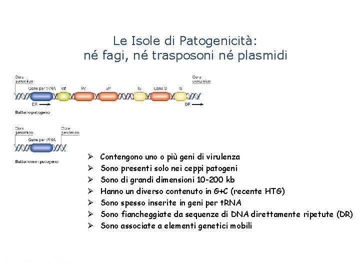 Le Isole di Patogenicità: né fagi, né trasposoni né plasmidi Ø Ø Ø Ø