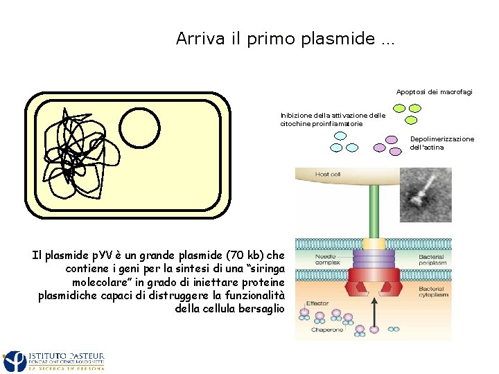 Arriva il primo plasmide … Apoptosi dei macrofagi Inibizione della attivazione delle citochine proinfiamatorie