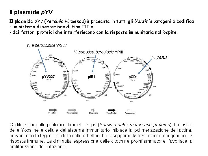 Il plasmide p. YV (Yersinia virulence) è presente in tutti gli Yersinia patogeni e