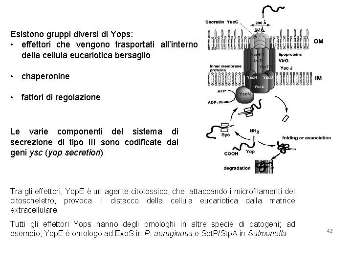 Esistono gruppi diversi di Yops: • effettori che vengono trasportati all’interno della cellula eucariotica