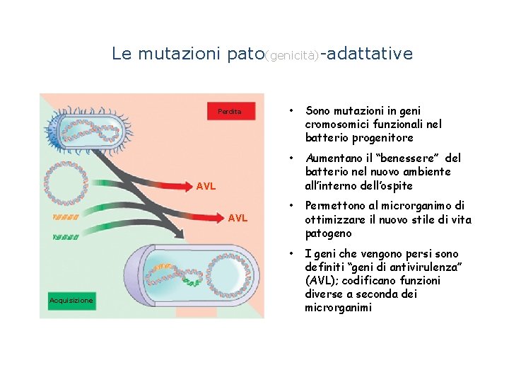Le mutazioni pato(genicità)-adattative Perdita • Sono mutazioni in geni cromosomici funzionali nel batterio progenitore