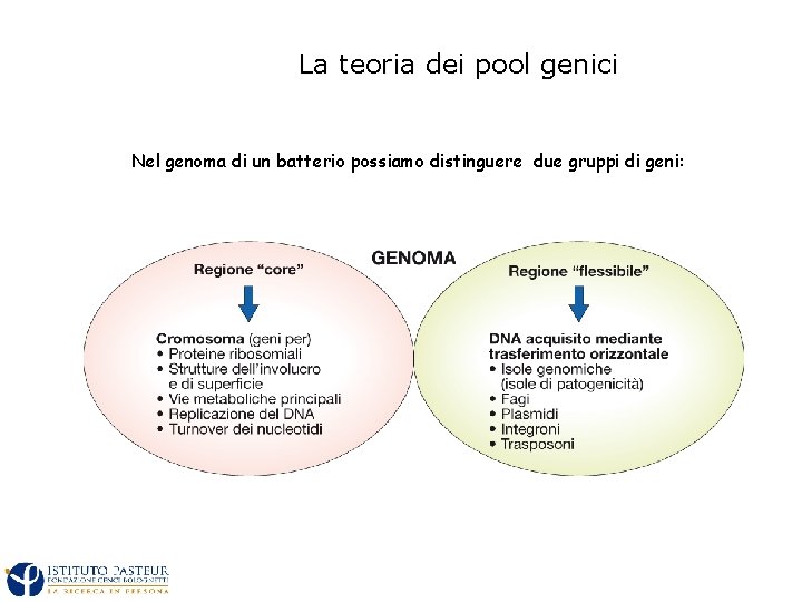 La teoria dei pool genici Nel genoma di un batterio possiamo distinguere due gruppi
