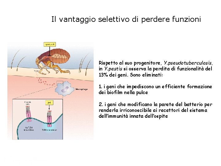 Il vantaggio selettivo di perdere funzioni Rispetto al suo progenitore, Y. pseudotuberculosis, in Y.