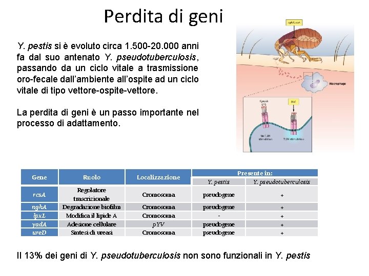 Perdita di geni Y. pestis si è evoluto circa 1. 500 -20. 000 anni