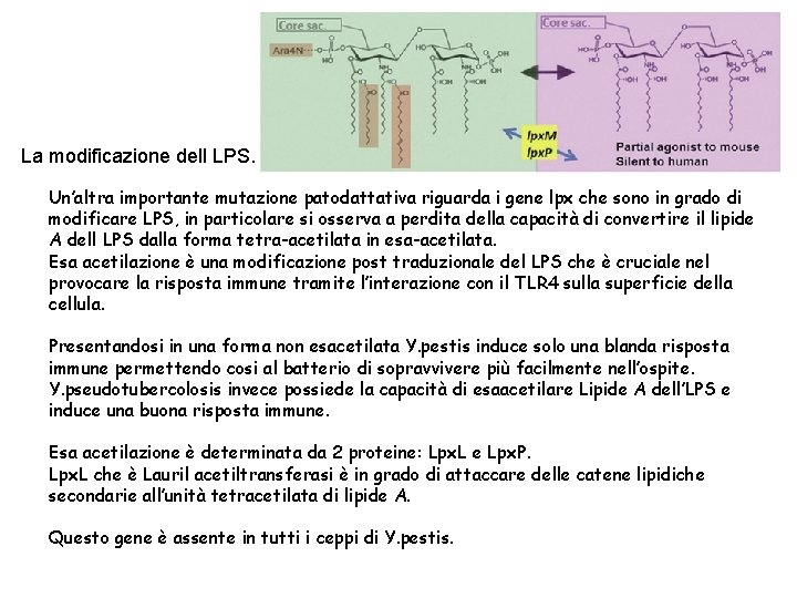 La modificazione dell LPS. Un’altra importante mutazione patodattativa riguarda i gene lpx che sono