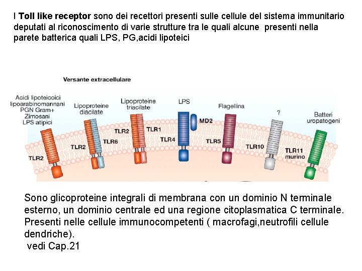 I Toll like receptor sono dei recettori presenti sulle cellule del sistema immunitario deputati
