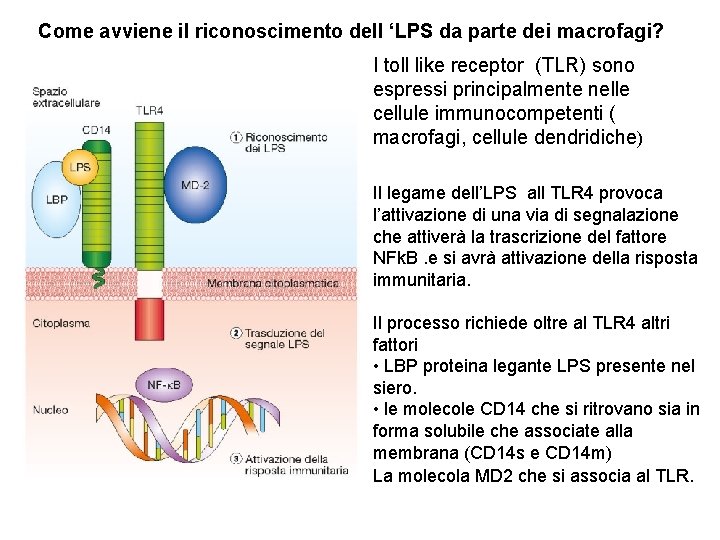 Come avviene il riconoscimento dell ‘LPS da parte dei macrofagi? I toll like receptor