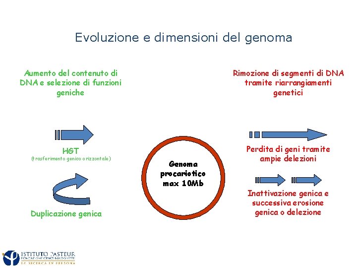 Evoluzione e dimensioni del genoma Aumento del contenuto di DNA e selezione di funzioni