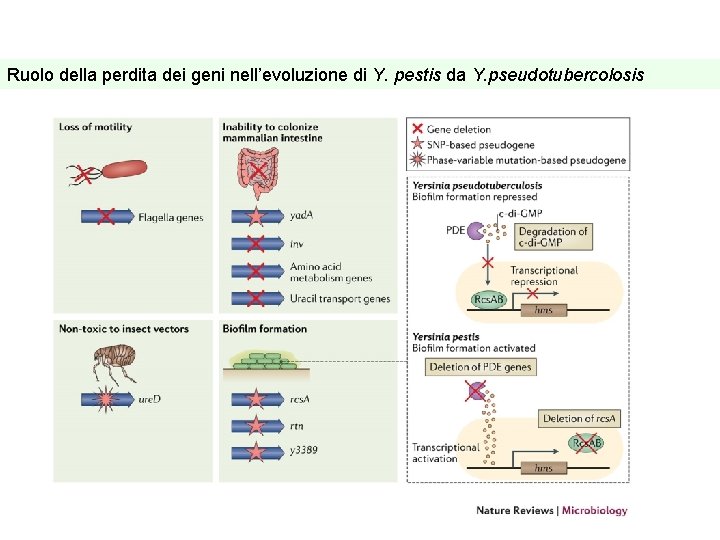 Ruolo della perdita dei geni nell’evoluzione di Y. pestis da Y. pseudotubercolosis 