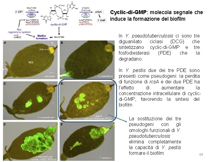 Cyclic-di-GMP: molecola segnale che induce la formazione del biofilm In Y. pseudotuberculosis ci sono