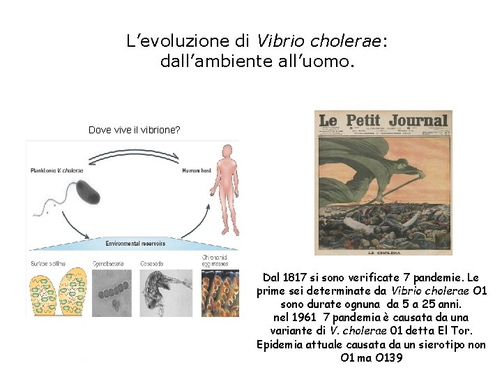 L’evoluzione di Vibrio cholerae: dall’ambiente all’uomo. Dove vive il vibrione? Dal 1817 si sono