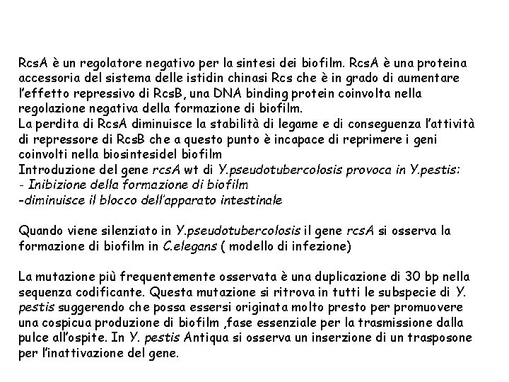 Rcs. A è un regolatore negativo per la sintesi dei biofilm. Rcs. A è