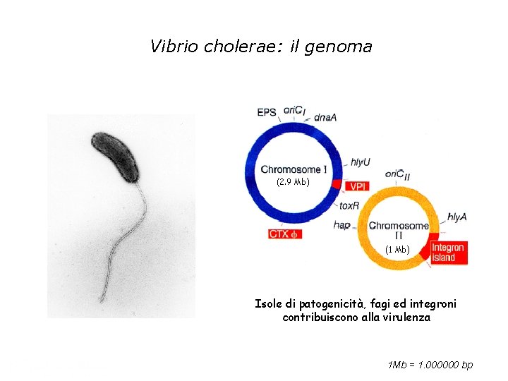 Vibrio cholerae: il genoma (2. 9 Mb) 3 Mb (11 Mb Mb) Isole di