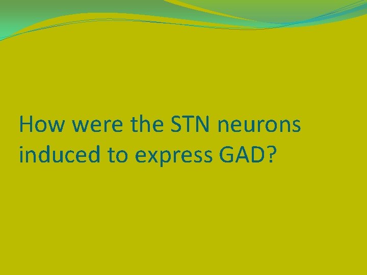 How were the STN neurons induced to express GAD? 