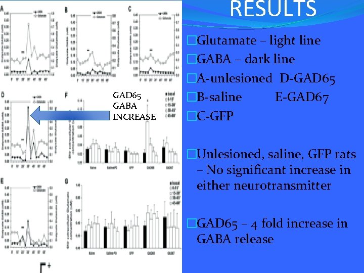 RESULTS GAD 65 GABA INCREASE �Glutamate – light line �GABA – dark line �A-unlesioned
