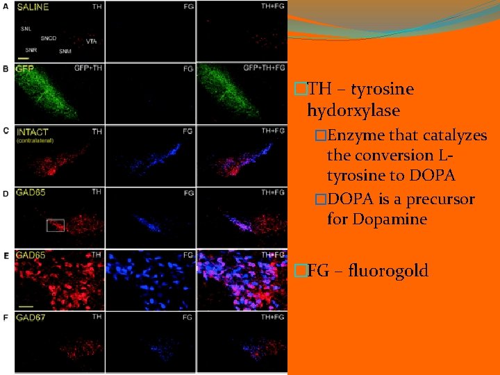 �TH – tyrosine hydorxylase �Enzyme that catalyzes the conversion Ltyrosine to DOPA �DOPA is
